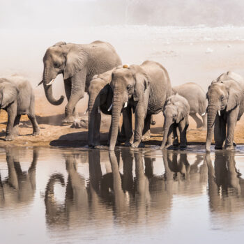 Family,Of,African,Elephants,Drinking,At,A,Waterhole,In,Etosha